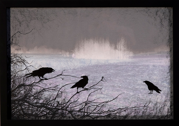 Ravens with Brambies (Dusk Series)