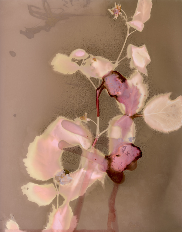Orchard Breath, (Rubus 2) from »Her Name is Vincent»