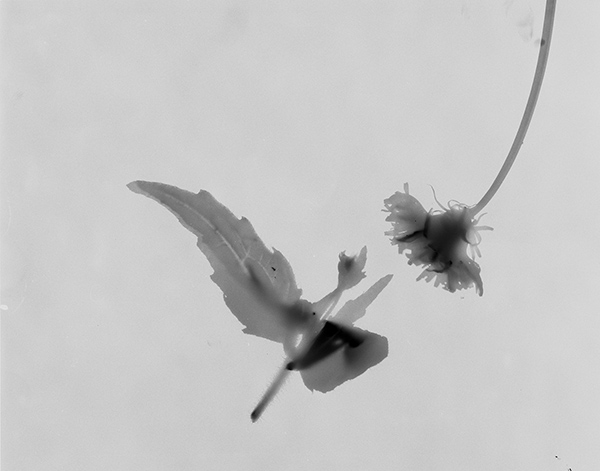 Flower Press 3